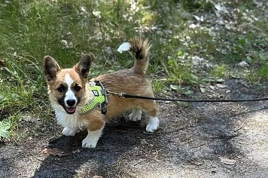 Cudowne szczeniaki Welsh Corgi Pembroke, Mazowieckie, Błonie