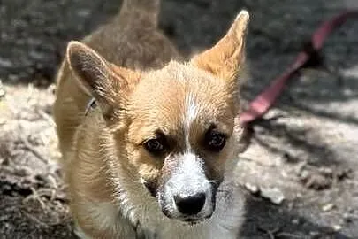Cudowne szczeniaki Welsh Corgi Pembroke, Mazowieckie, Błonie