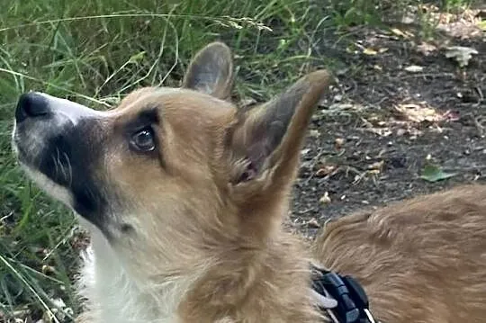 Cudowne szczeniaki Welsh Corgi Pembroke, Mazowieckie, Błonie