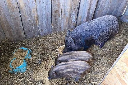 Sprzedam Świnki Wietnamki