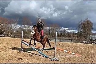 Sprzedam klacz 5 lat Maja, , Biała