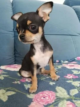 Piesek rasy Chihuahua urodzony 7 lutego br hodowla Łapka na szczęście, , Lublin 