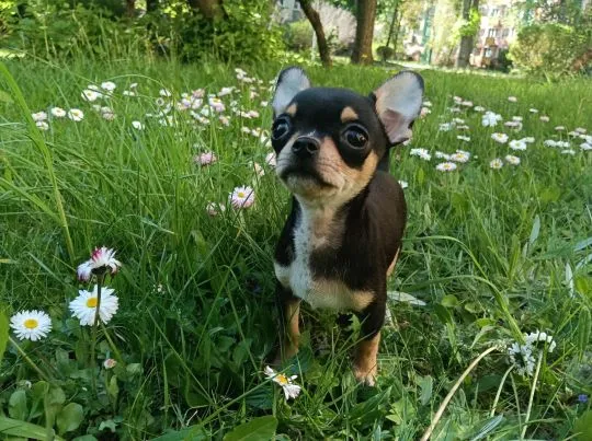 Piesek rasy Chihuahua urodzony 7 lutego br hodowla Łapka na szczęście, , Lublin 