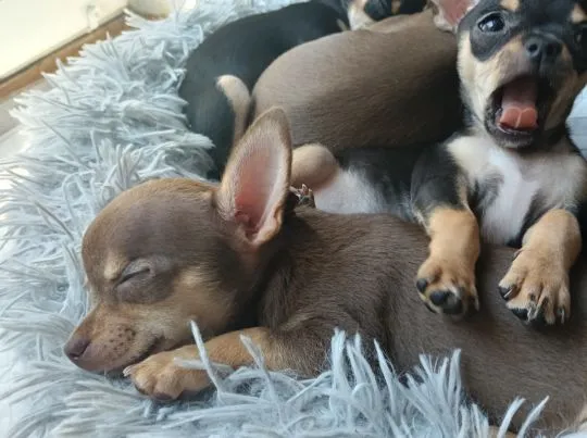 Piesek rasy Chihuahua urodzony 7 lutego br hodowla Łapka na szczęście, , Lublin 