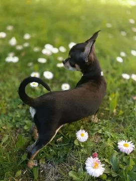 Piesek rasy Chihuahua urodzony 7 lutego br hodowla Łapka na szczęście, , Lublin 