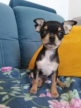 Piesek rasy Chihuahua urodzony 7 lutego br hodowla Łapka na szczęście, , Lublin 