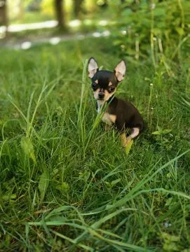 Piesek rasy Chihuahua urodzony 7 lutego br hodowla Łapka na szczęście, , Lublin 
