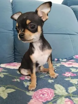 Piesek rasy Chihuahua urodzony 7 lutego br hodowla Łapka na szczęście, , Lublin 