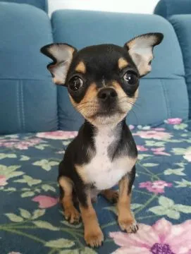 Piesek rasy Chihuahua urodzony 7 lutego br hodowla Łapka na szczęście