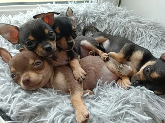 Piesek rasy Chihuahua urodzony 7 lutego br hodowla Łapka na szczęście, , Lublin 