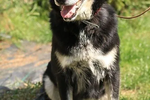 Lucky - pogodny, duży psiak,  mazowieckie Nowy Dwó
