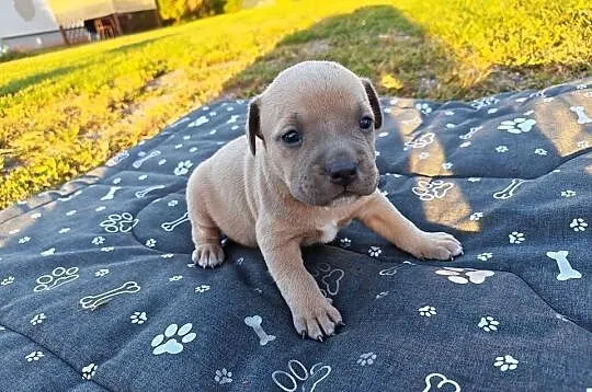 Szczeniak - Amstaff