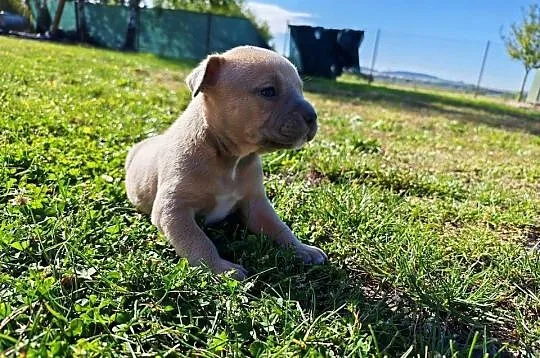 Szczeniak - Amstaff, Lubelskie, Chełm