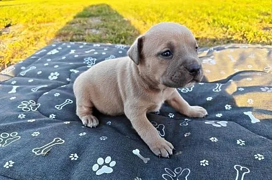 Szczeniak - Amstaff, Lubelskie, Chełm