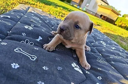 Szczeniak - Amstaff, Lubelskie, Chełm