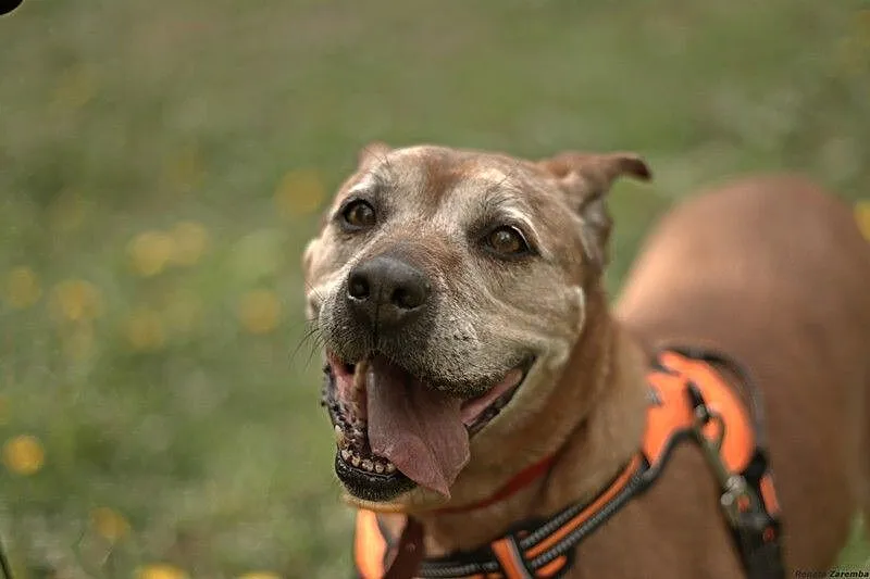 Lala, cudowna, domowa suczka amstaff mix adopcja