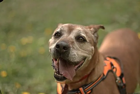 Lala, cudowna, domowa suczka amstaff mix adopcja
