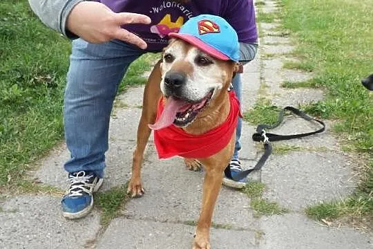 Lala, cudowna, domowa suczka amstaff mix adopcja