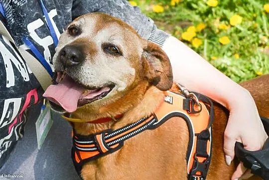 Lala, cudowna, domowa suczka amstaff mix adopcja