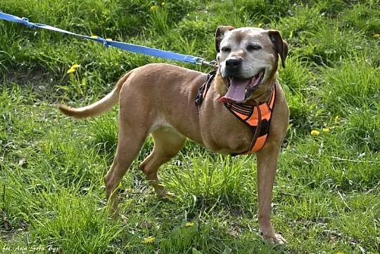 Lala, cudowna, domowa suczka amstaff mix adopcja