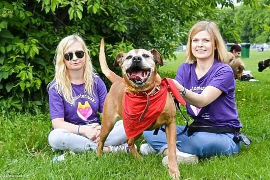 Lala, cudowna, domowa suczka amstaff mix adopcja