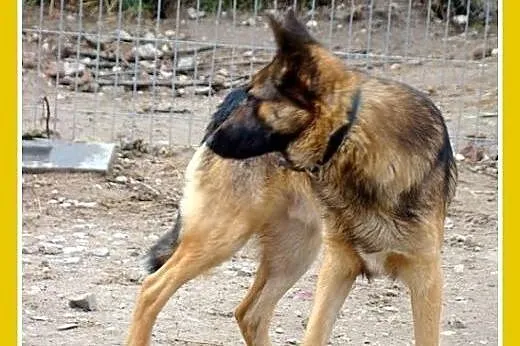 Spokojny owczarek KADMIR do domu z ogródkiem.Adopc