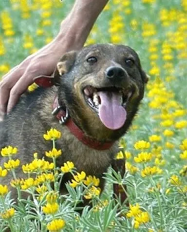 Brinzi - drobniutka i kochana psinka czeka na dom.