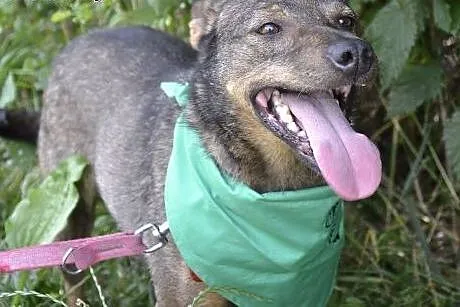 Brinzi - drobniutka i kochana psinka czeka na dom.