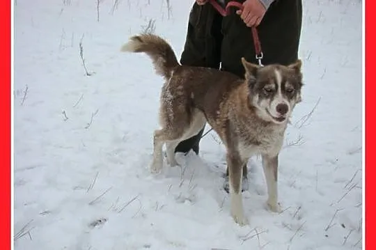 Młoda LAGUNA,czekoladowa suczka husky,przyjacielska,aktywna_Adopcja_