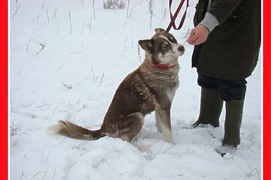 Młoda LAGUNA,czekoladowa suczka husky,przyjacielsk
