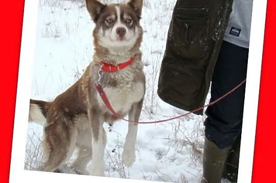 Młoda LAGUNA,czekoladowa suczka husky,przyjacielsk