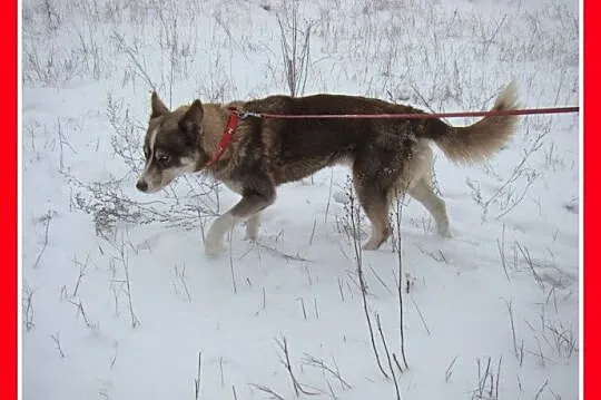 Młoda LAGUNA,czekoladowa suczka husky,przyjacielsk