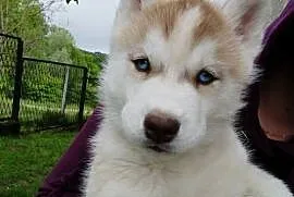 Słodkie Husky szczenięta szukające szczęśliwego domu