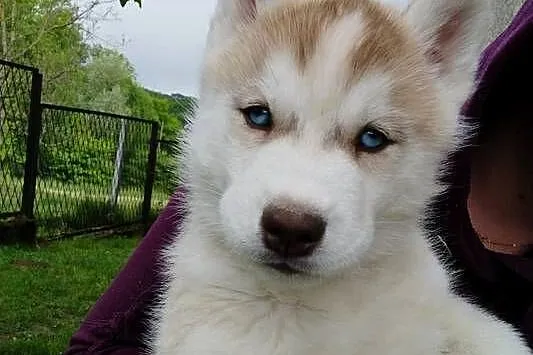 Słodkie Husky szczenięta szukające szczęśliwego domu, Małopolskie, Lipnica Górna