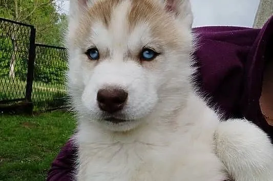 Słodkie Husky szczenięta szukające szczęśliwego domu, Małopolskie, Lipnica Górna