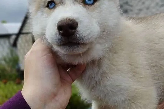 Słodkie Husky szczenięta szukające szczęśliwego domu, Małopolskie, Lipnica Górna