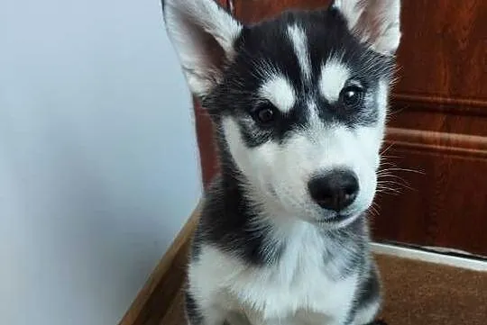 Słodkie Husky szczenięta szukające szczęśliwego domu, Małopolskie, Lipnica Górna