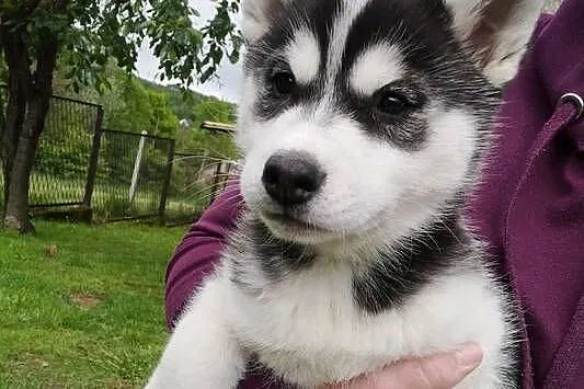 Słodkie Husky szczenięta szukające szczęśliwego domu, Małopolskie, Lipnica Górna