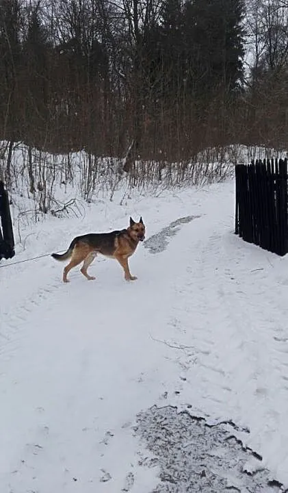 Argos poleca się do adopcji, dolnośląskie Nowa Ru