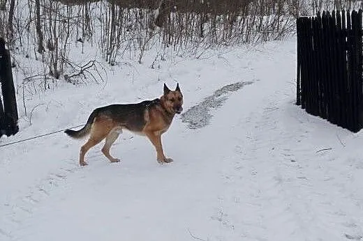 Argos poleca się do adopcji,  dolnośląskie Nowa Ru
