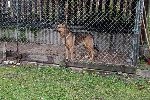 Argos poleca się do adopcji,  dolnośląskie Nowa Ru