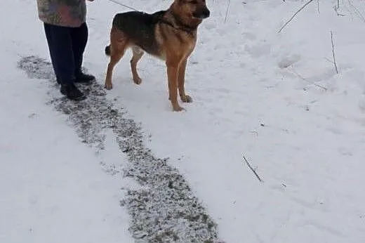 Argos poleca się do adopcji,  dolnośląskie Nowa Ru