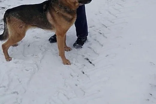 Argos poleca się do adopcji,  dolnośląskie Nowa Ru