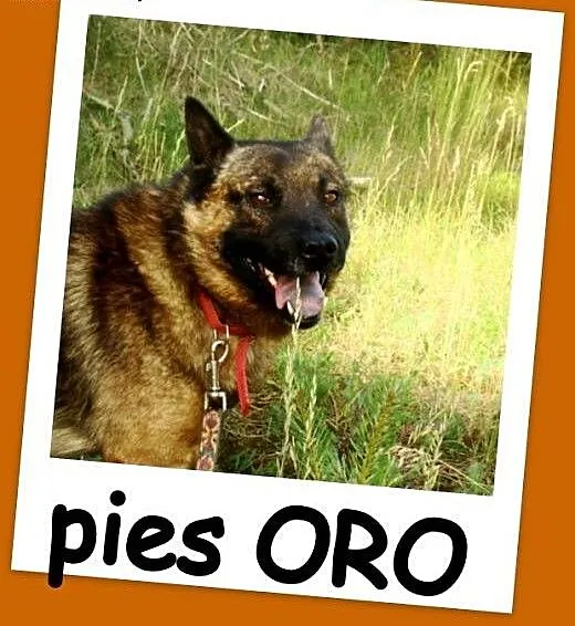Pies ORO w typie szpica,łagodny,przyjazny,spokojny
