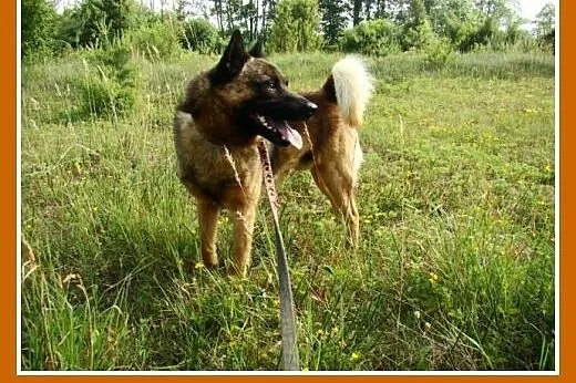 Pies ORO w typie szpica,łagodny,przyjazny,spokojny