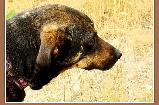 Średnio aktywny, waga 18 kg,przyjacielski,wesoły p