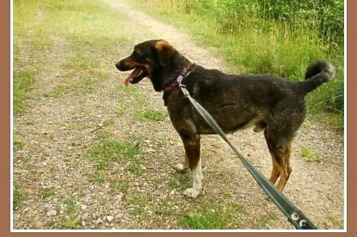 Średnio aktywny, waga 18 kg,przyjacielski,wesoły p