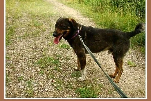 Średnio aktywny, waga 18 kg,przyjacielski,wesoły p