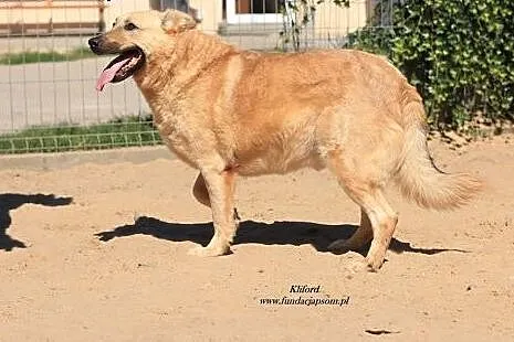 Kliford - duży, ale nieśmiały psiak,  mazowieckie 