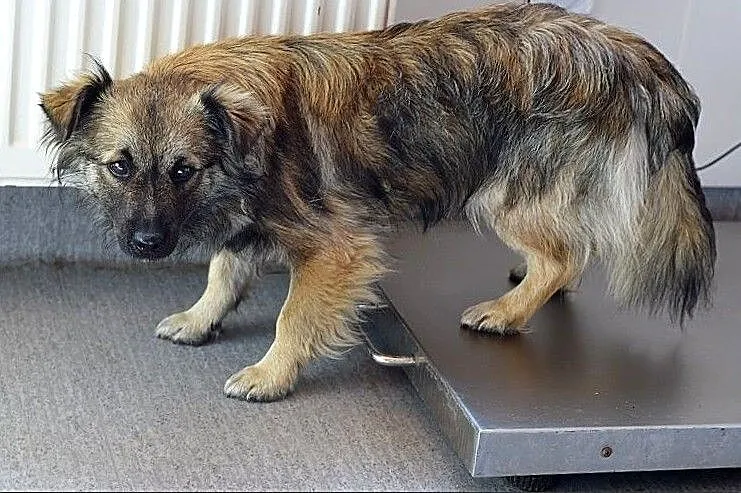 Docelowo średni,6 m-cy szczeniaczek,przyjazny,zaszczepiony KAJO.Adopcja., , Wrocław